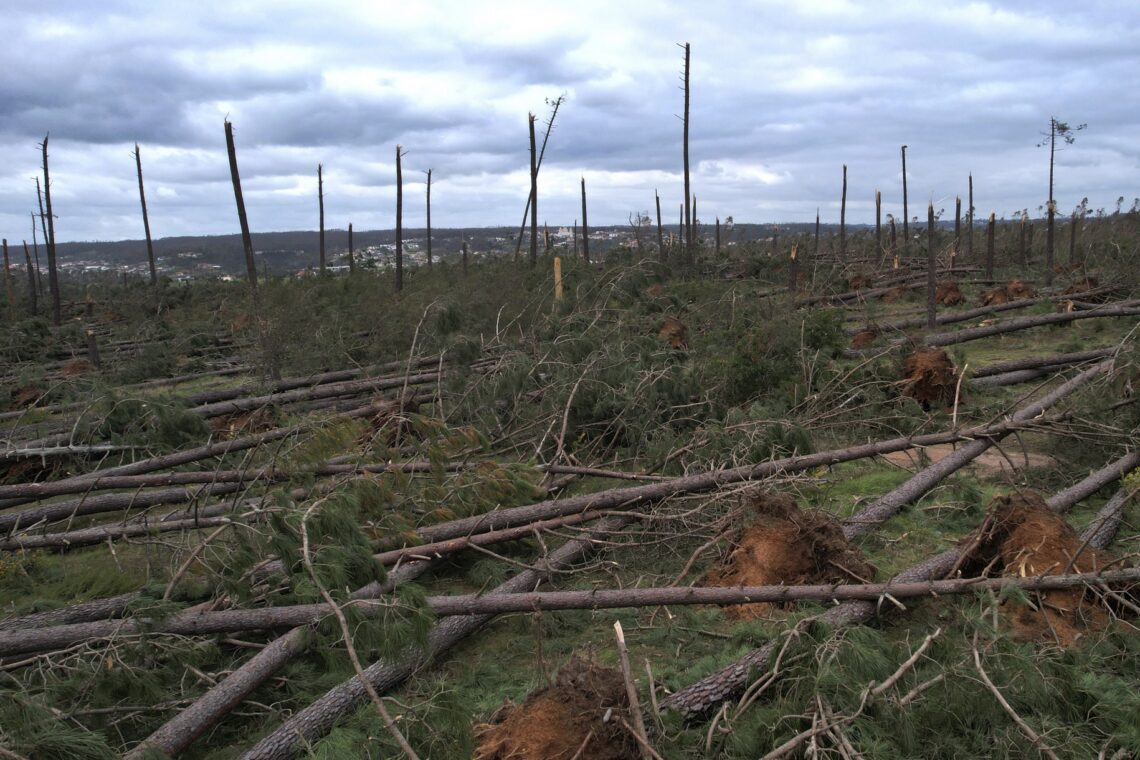 O que restava do Pinhal de Leiria, à semelhança das restantes plantações de eucaliptos na região foram derrubadas