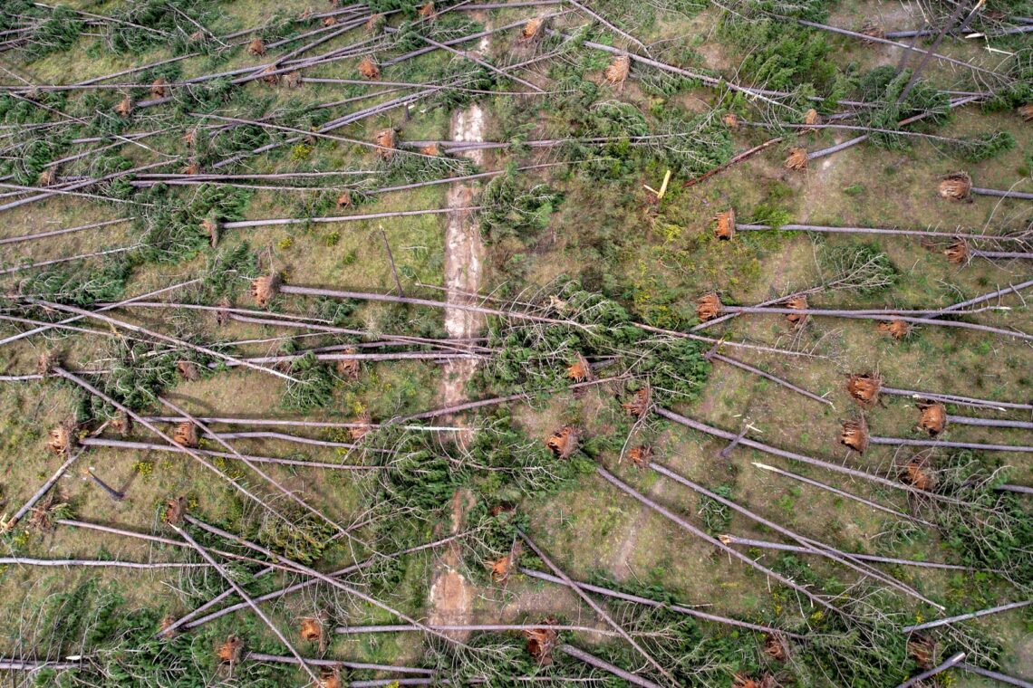 O que restava do Pinhal de Leiria, à semelhança das restantes plantações de eucaliptos na região foram derrubadas