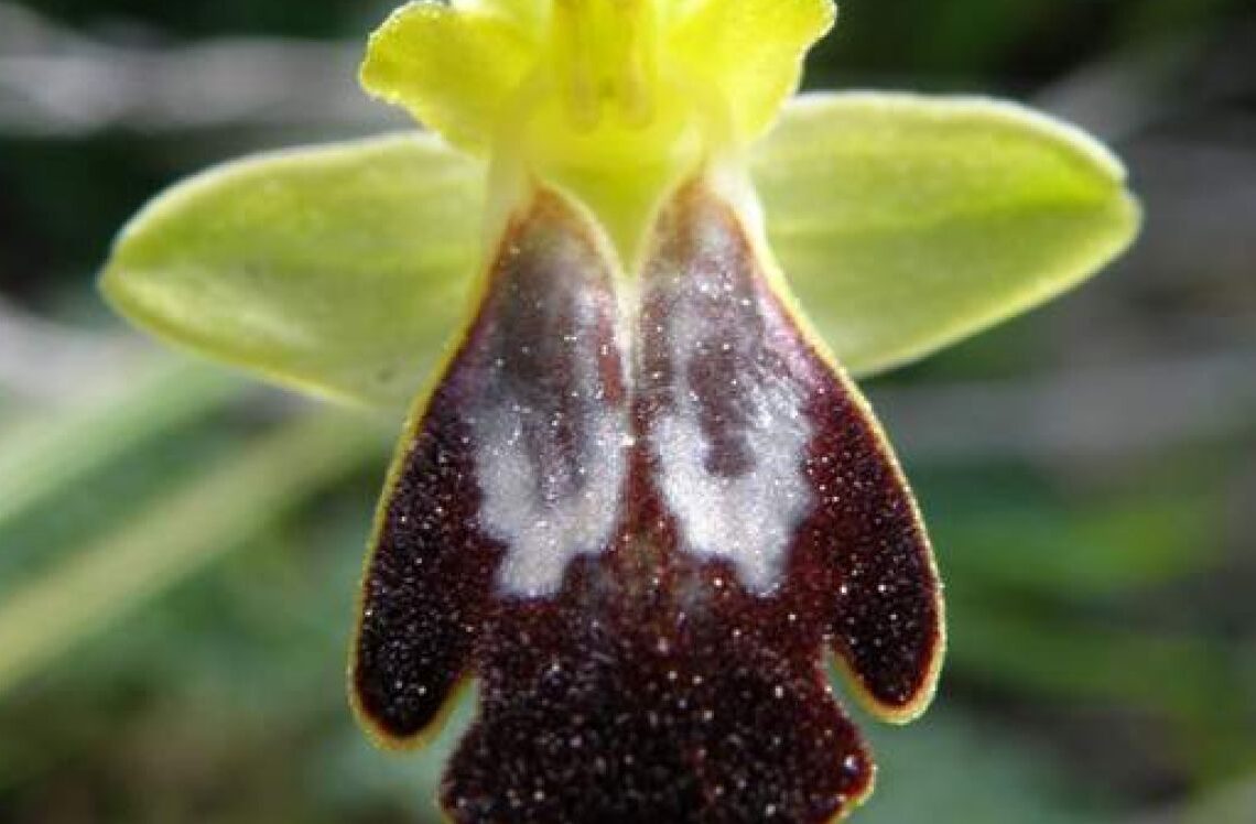 ophrys-fusca