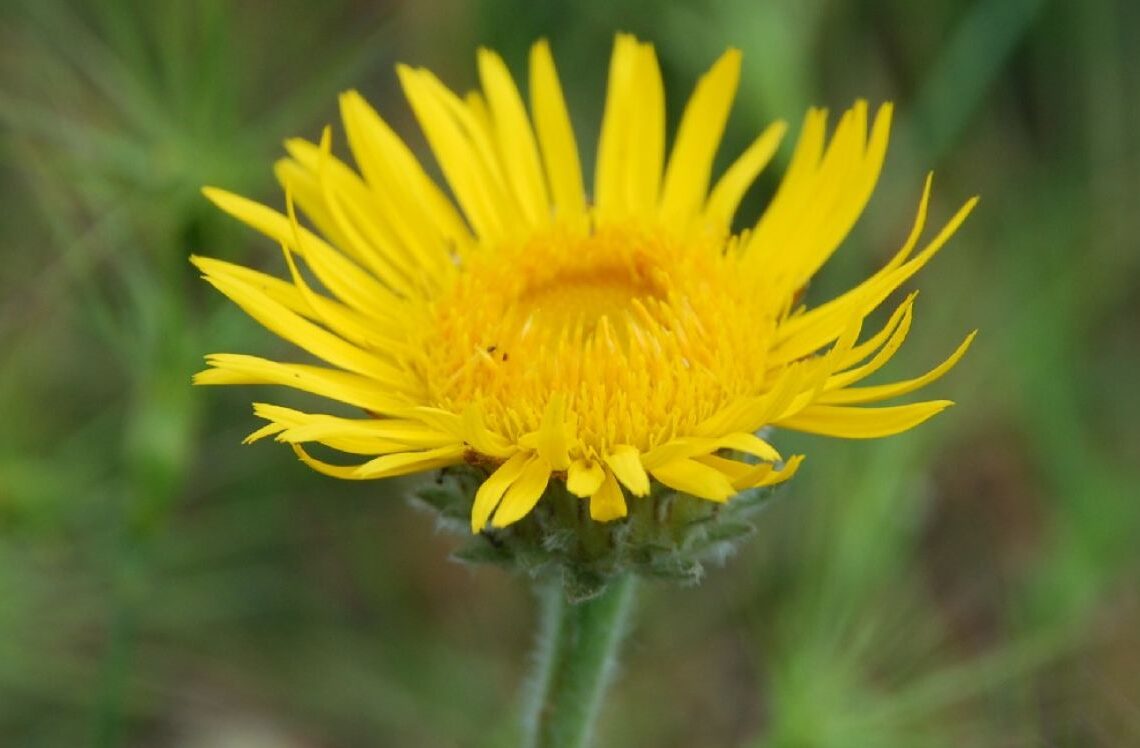 inulla montana