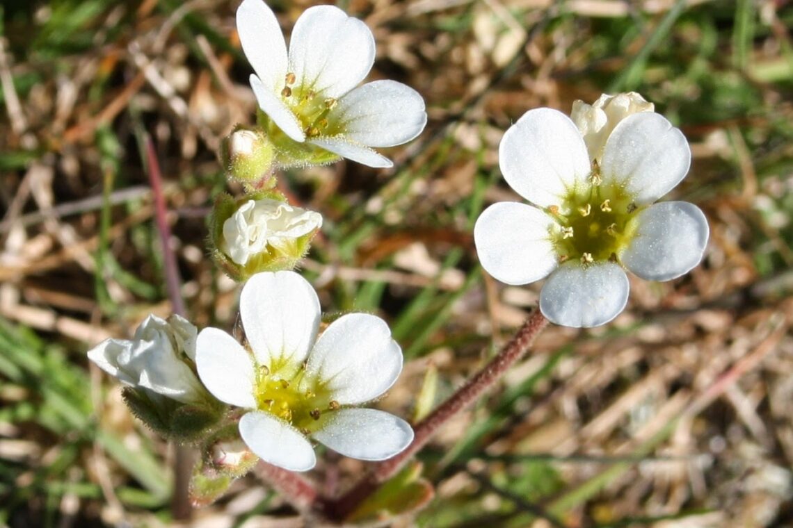 Saxifraga cintrana