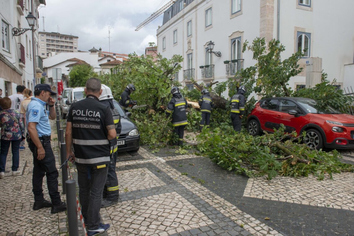 Árvore caiu hoje pelas 11:30 horas