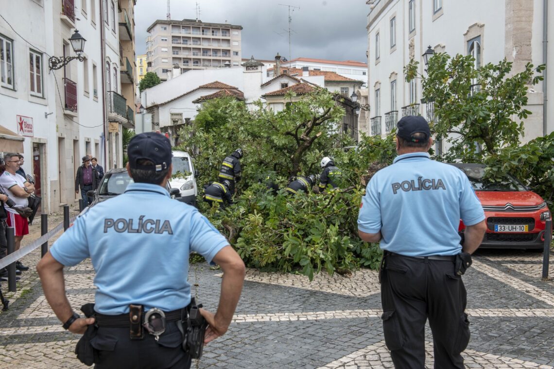 Árvore caiu hoje pelas 11:30 horas