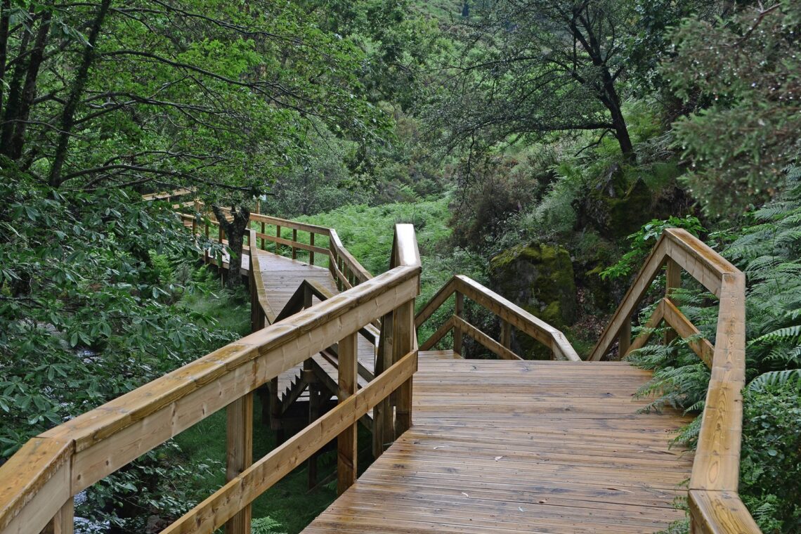 Dois motivos para visitar o Pinhal Interior em forma de passadiço