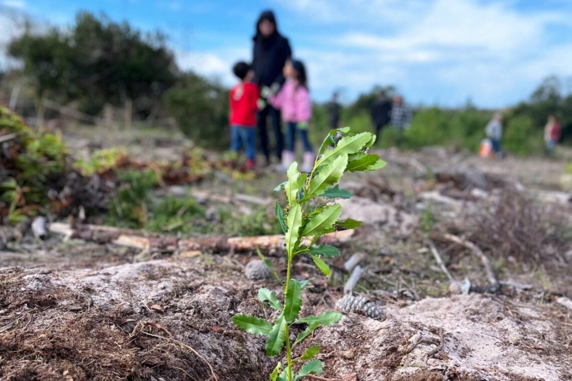 Voluntários aproveitaram a época mais propícia do ano para proceder à plantação de árvores