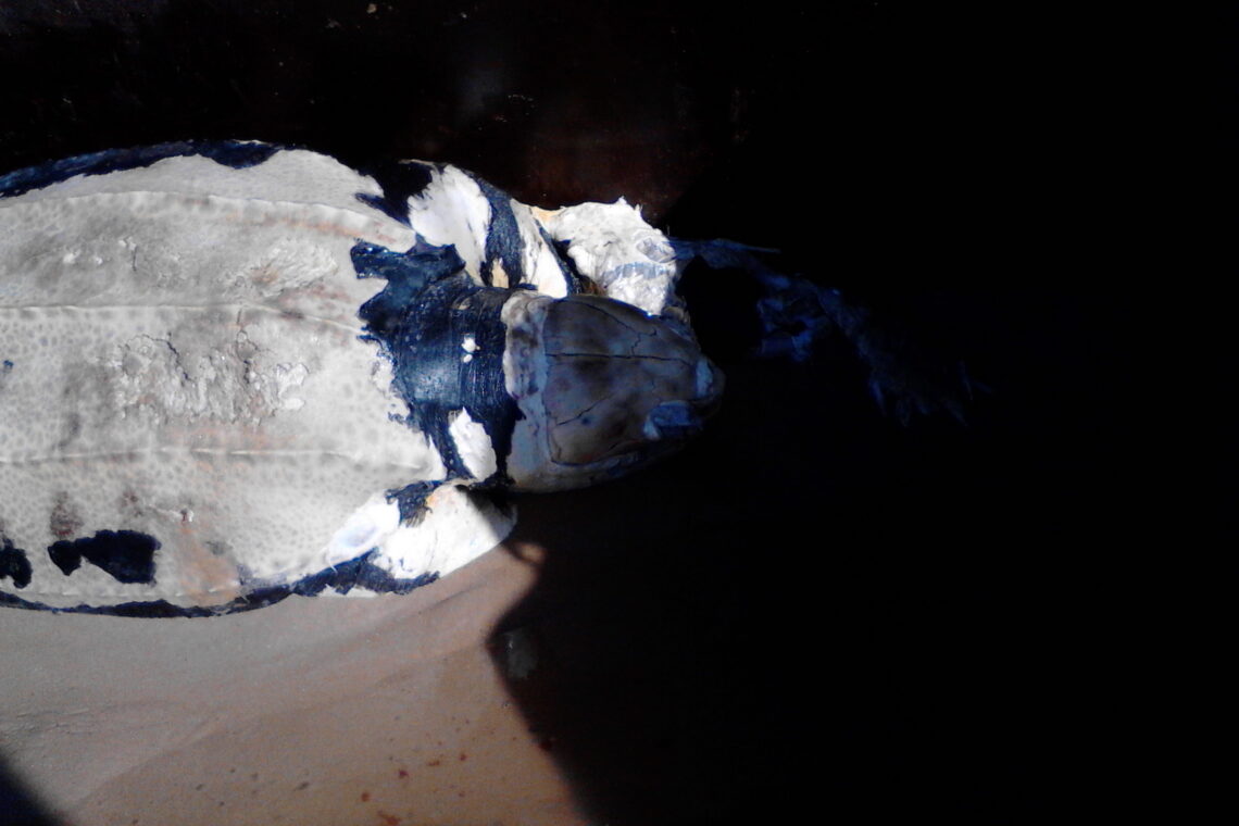 Tartaruga de Couro deu à costa na praia da Gamboa