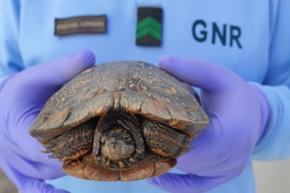 Tartaruga- de-ouvido-vermelho (Trachemys scripta elegans) encontrada no rio Arunca, na zona de Pombal,