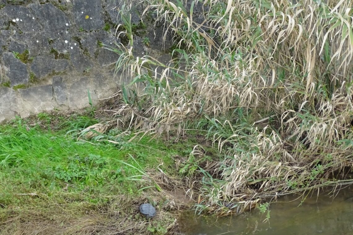 Tartaruga exótica e invasora recolhida no rio Arunca