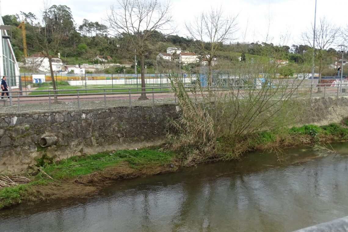 Tartaruga exótica e invasora recolhida no rio Arunca