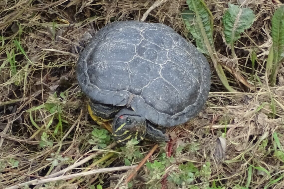 Tartaruga exótica e invasora recolhida no rio Arunca