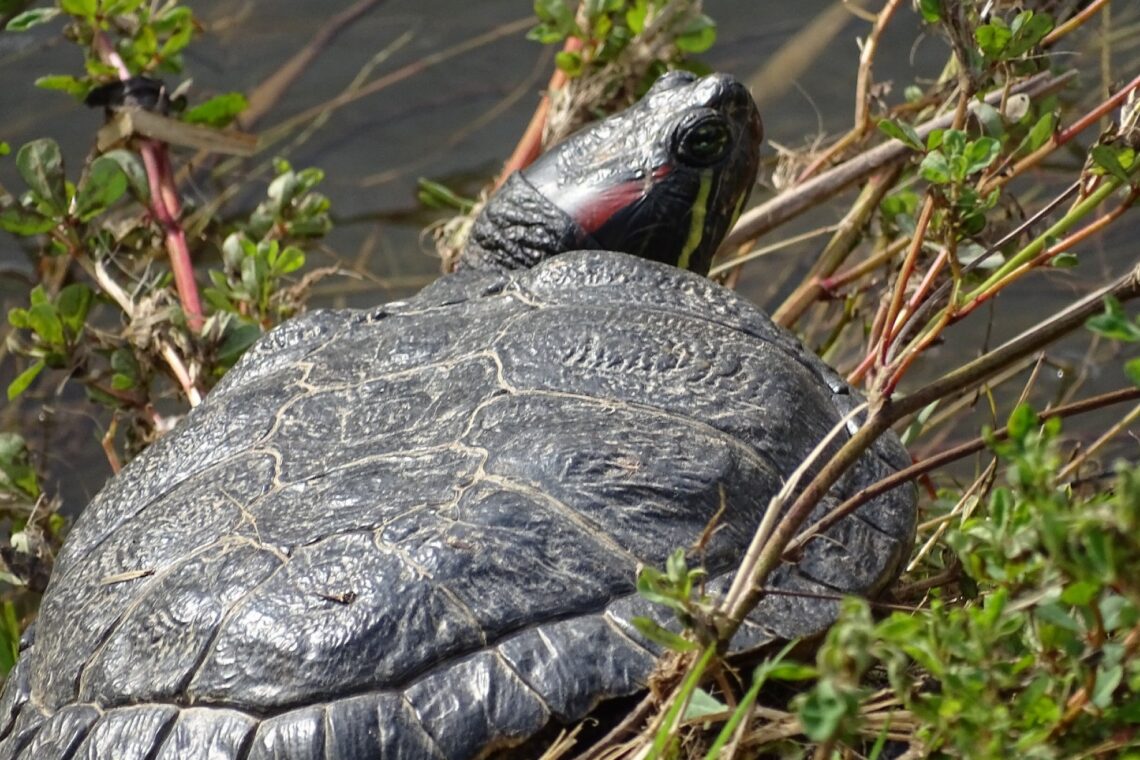 Tartaruga exótica e invasora recolhida no rio Arunca