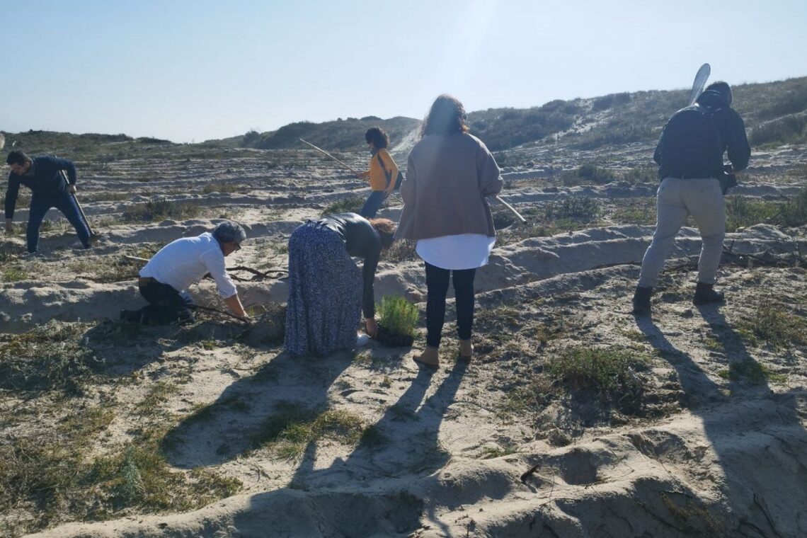 Pinheiros plantados servirão para fixar areia da duna juntoi à Praia da Vieira