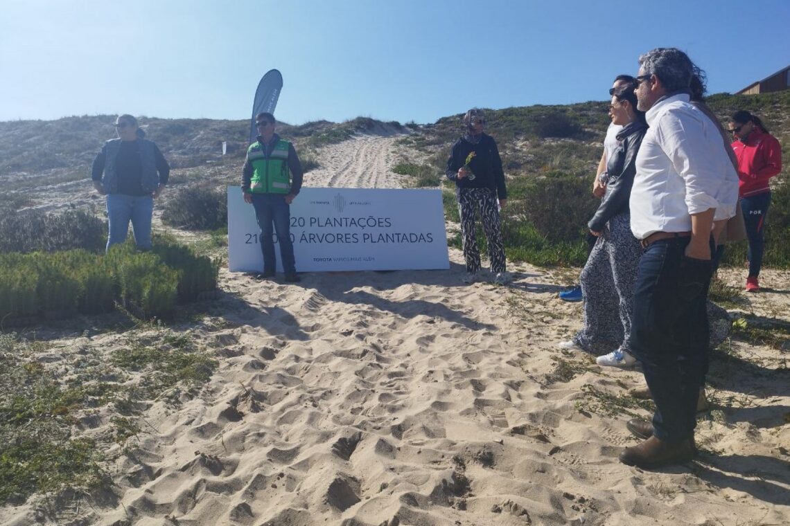 Pinheiros plantados servirão para fixar areia da duna juntoi à Praia da Vieira