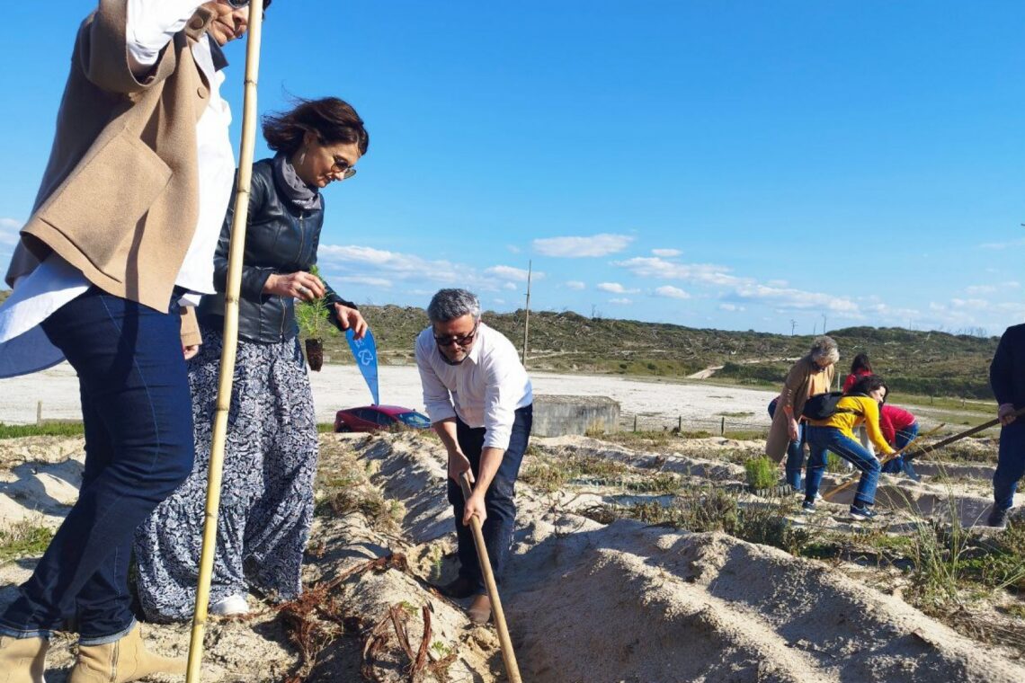 Pinheiros plantados servirão para fixar areia da duna juntoi à Praia da Vieira