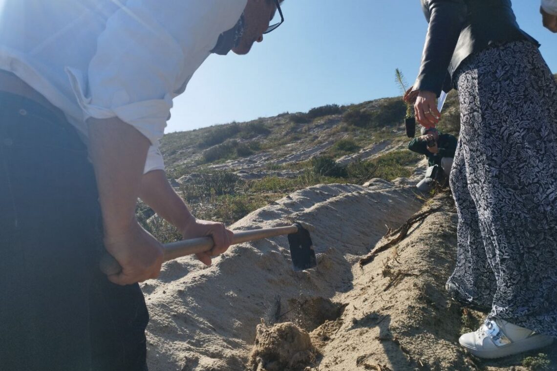 Pinheiros plantados servirão para fixar areia da duna juntoi à Praia da Vieira