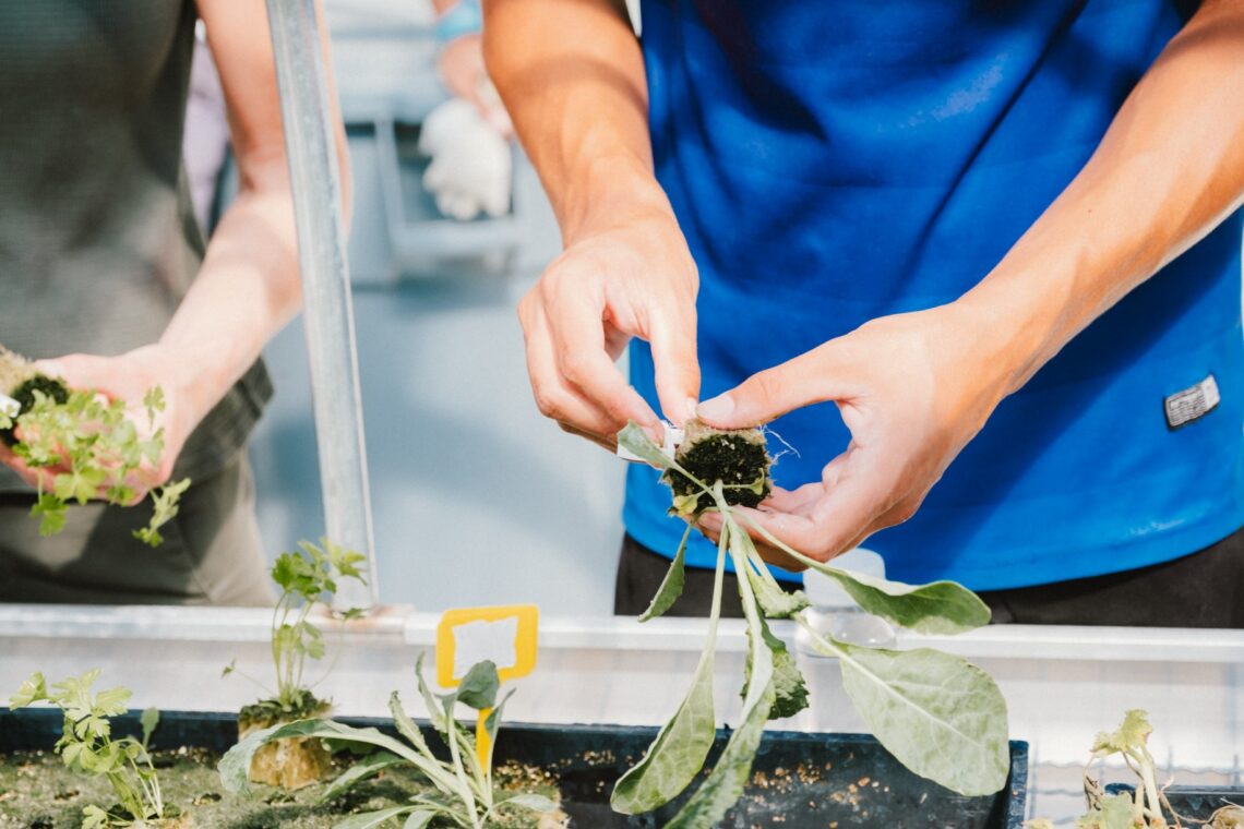 Serão cultivadas alfaces, couve frisada, manjericão, coentros, entre outras hortícolas e ervas aromáticas