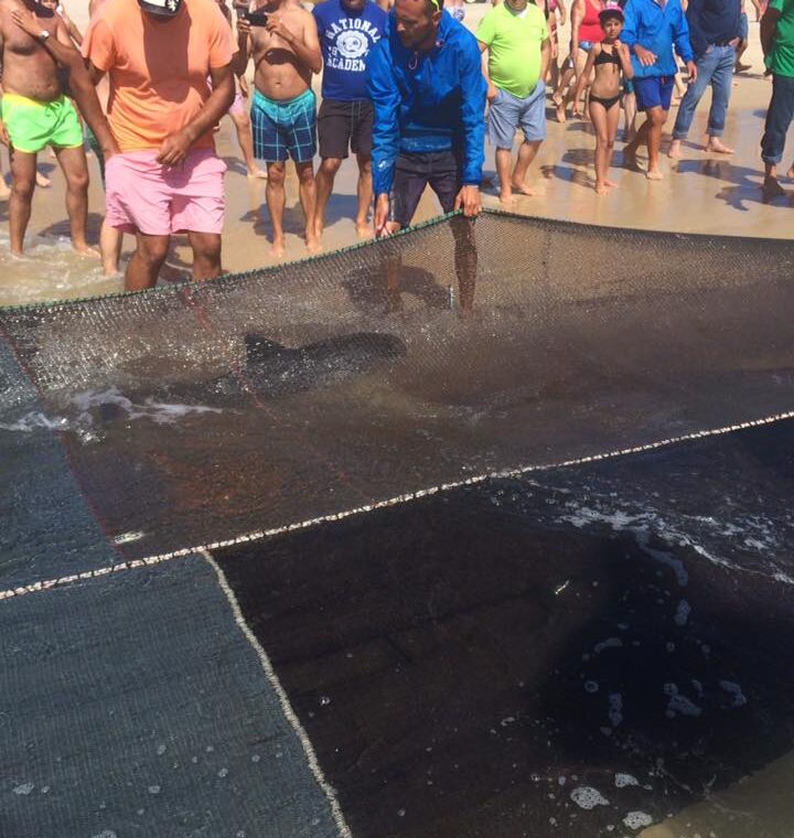 Veja a galeria: pescadores da Praia da Vieira salvaram hoje três golfinhos
