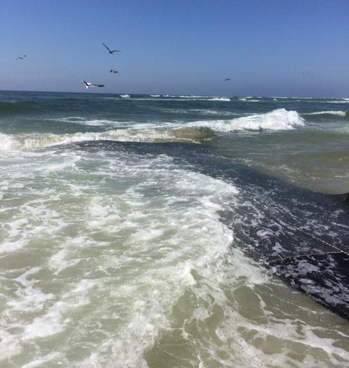 Veja a galeria: pescadores da Praia da Vieira salvaram hoje três golfinhos
