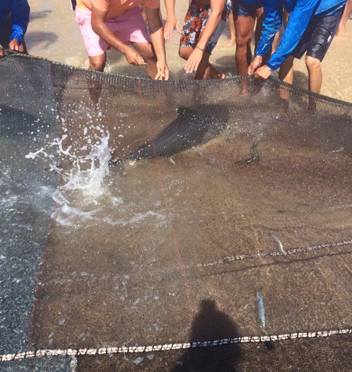 Veja a galeria: pescadores da Praia da Vieira salvaram hoje três golfinhos